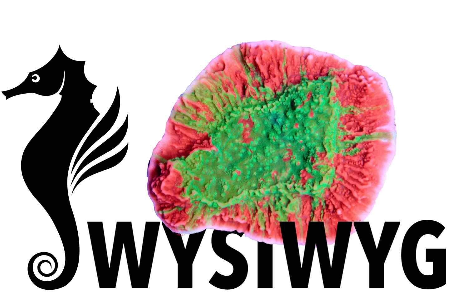 Zoanthus Alien Explosion (L), WYSIWYG116.1 - energetický štítek