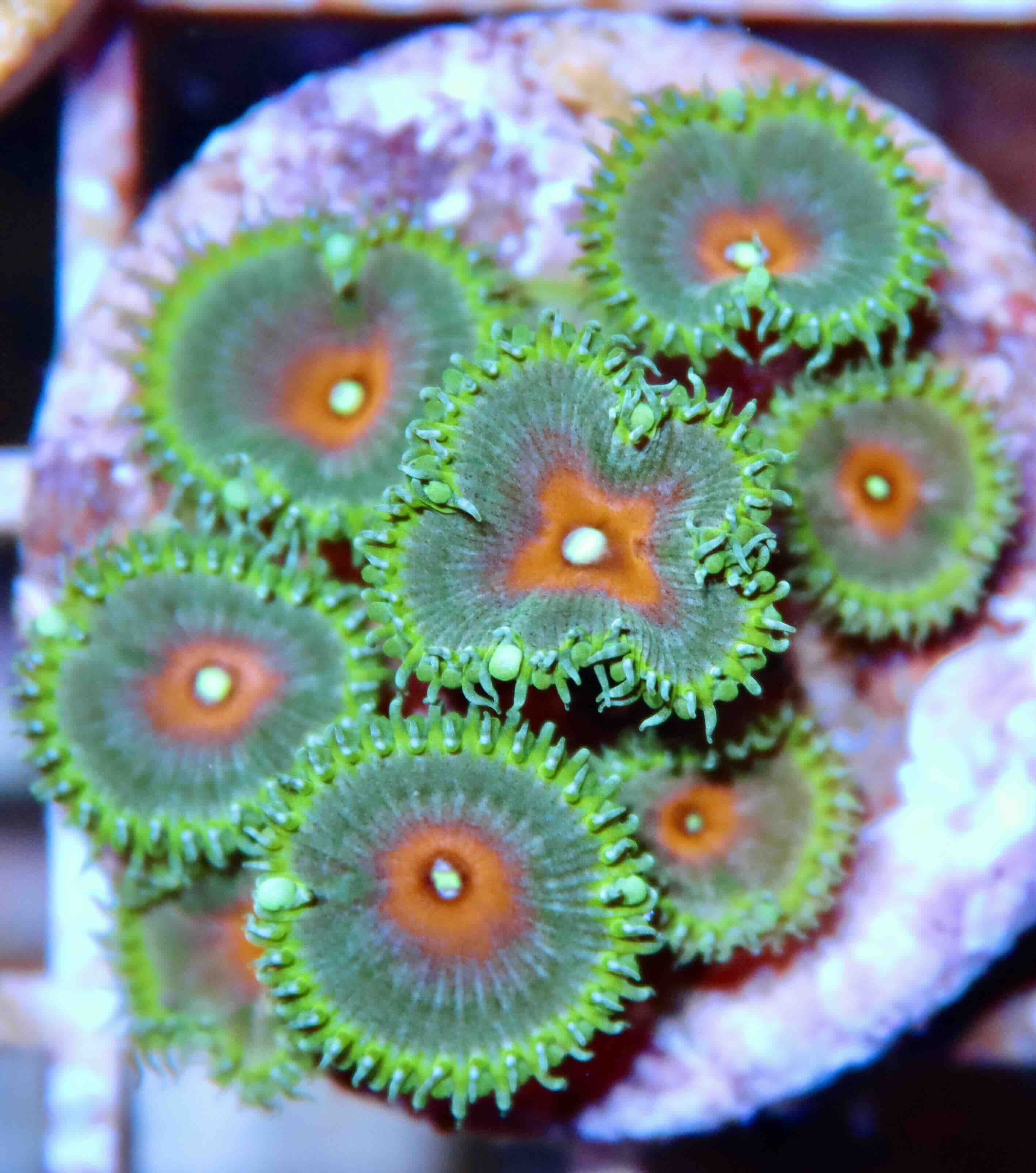 Zoanthus Captain America