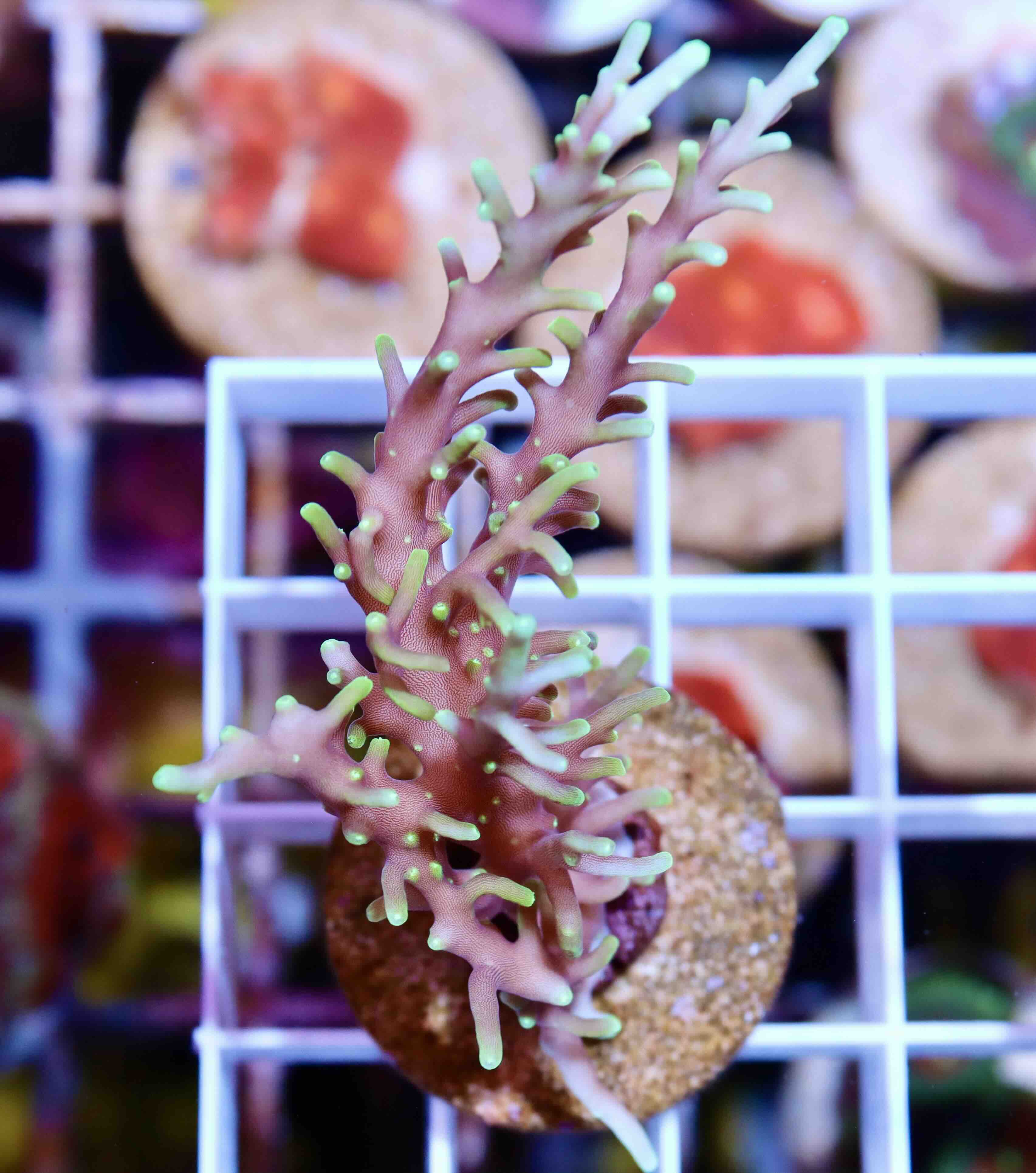 Acropora carduus MR.Pacman (M)