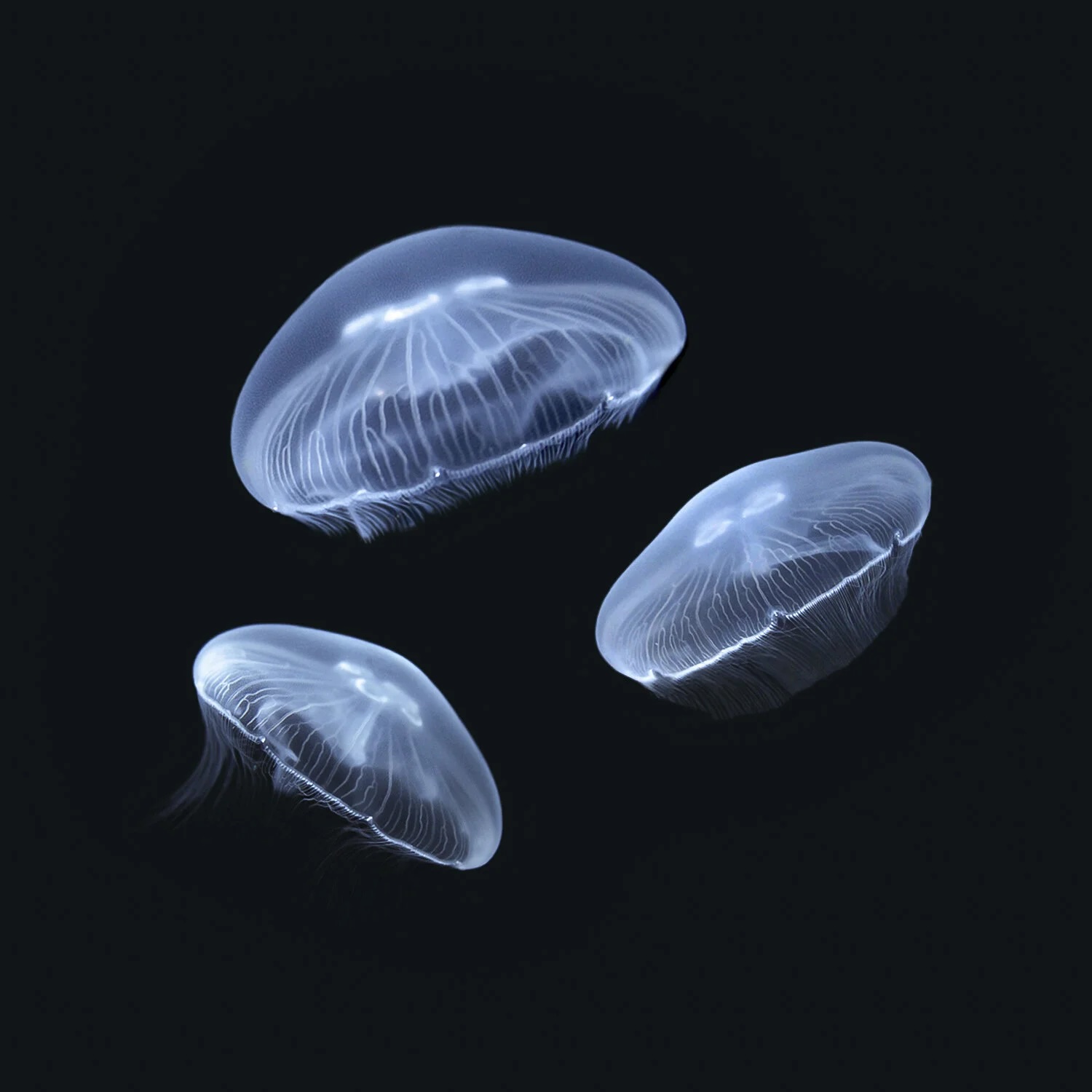 Moon jelly | Aurelia aurita