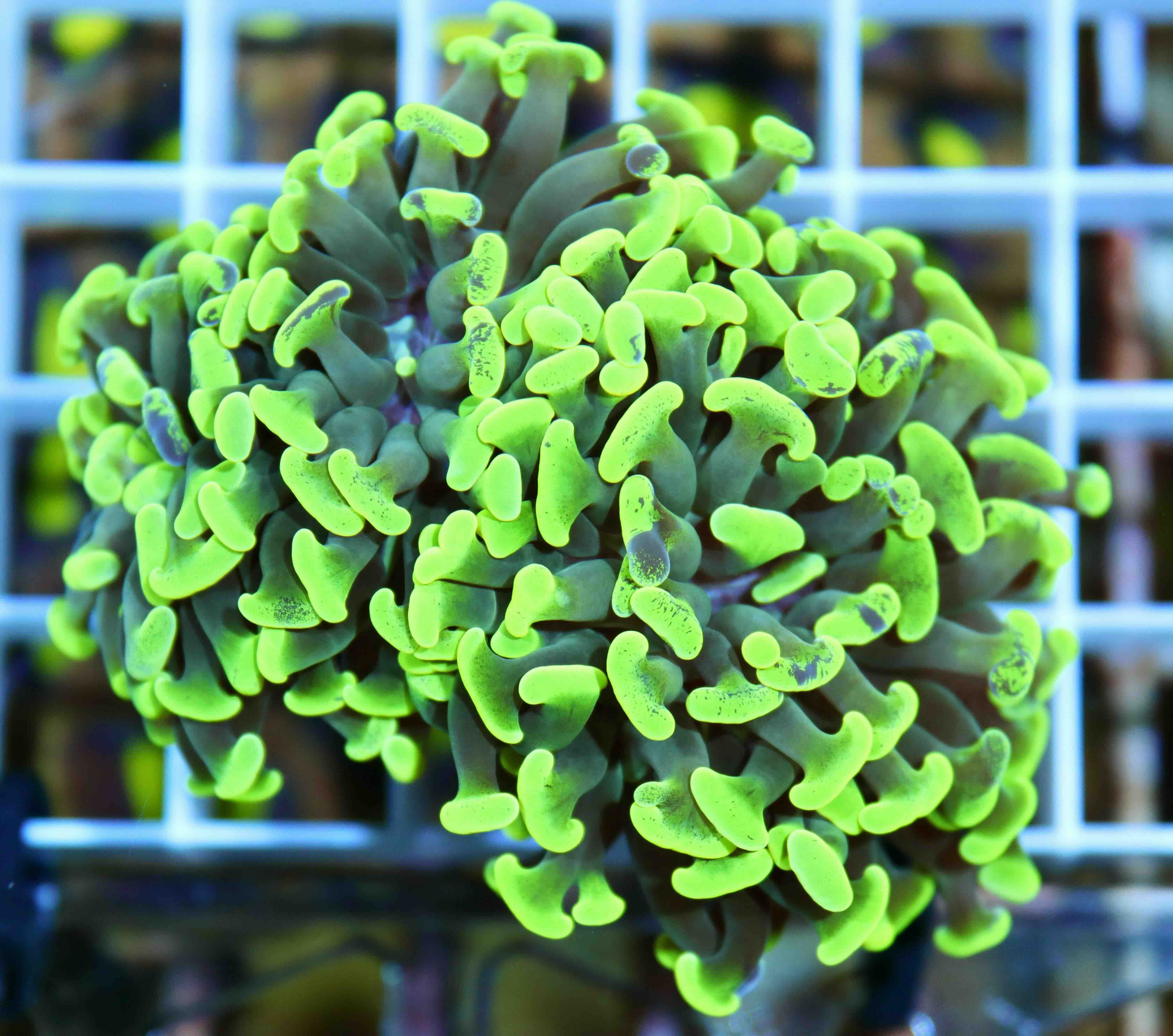 Euphyllia paraancora Green (2 hlavy)
