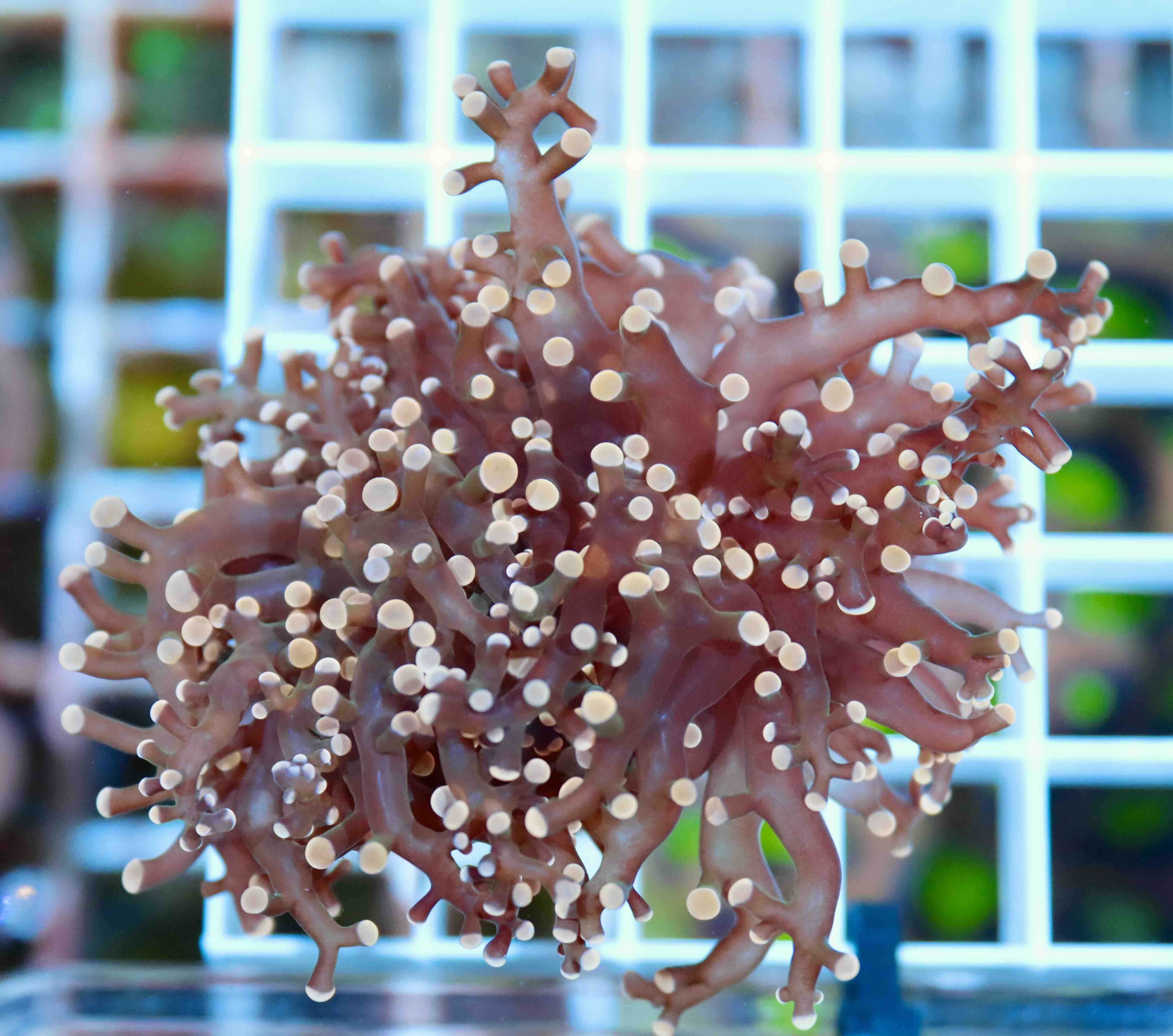 Euphyllia paradivisa - Orange (1 hlava)