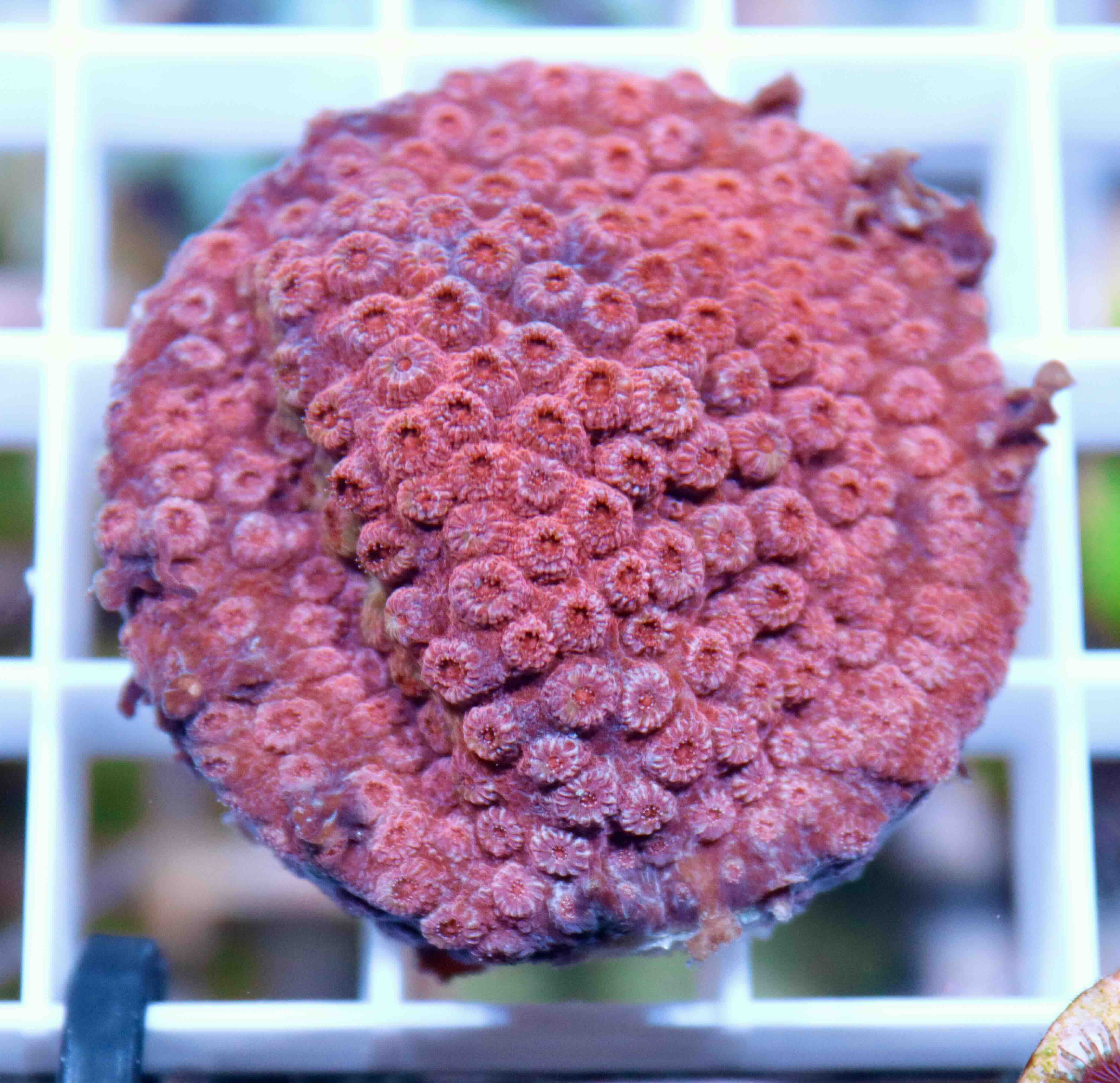 Cyphastrea Blood Red (S/M)