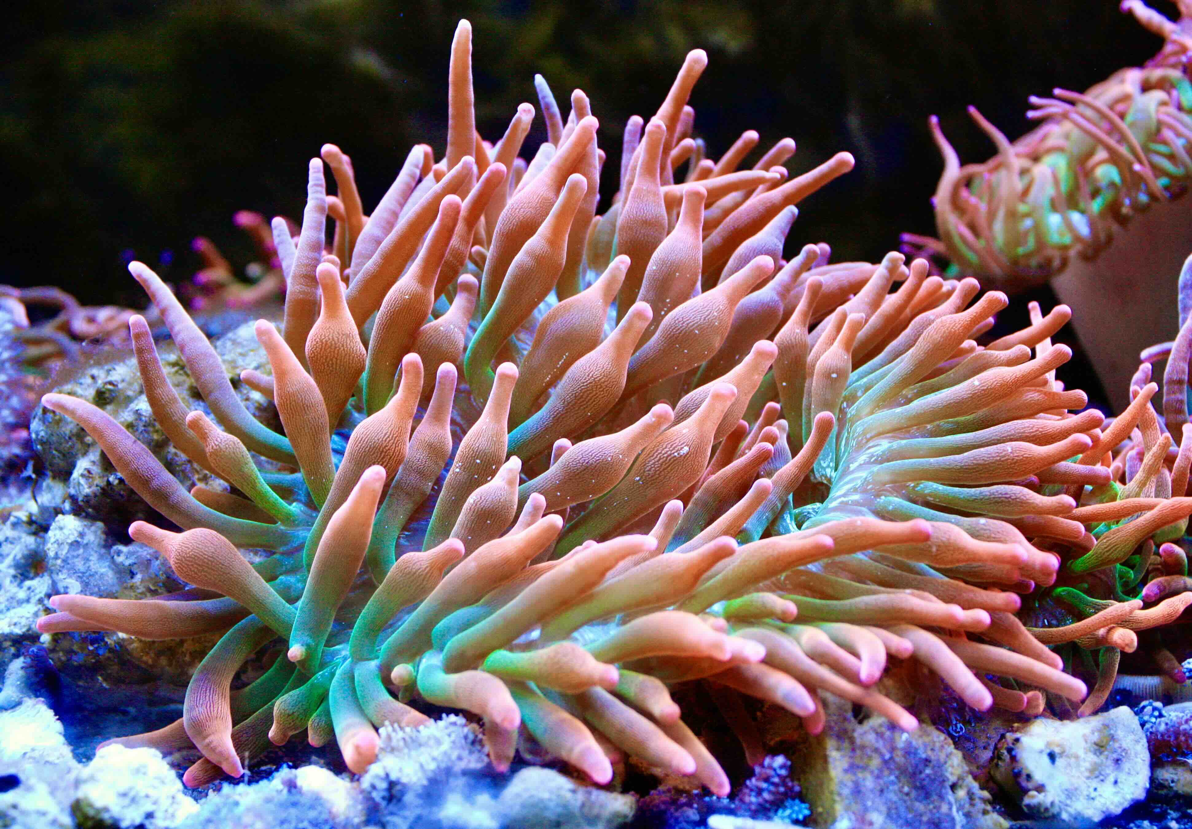 Entacmaea quadricolor "Rainbow" (M)