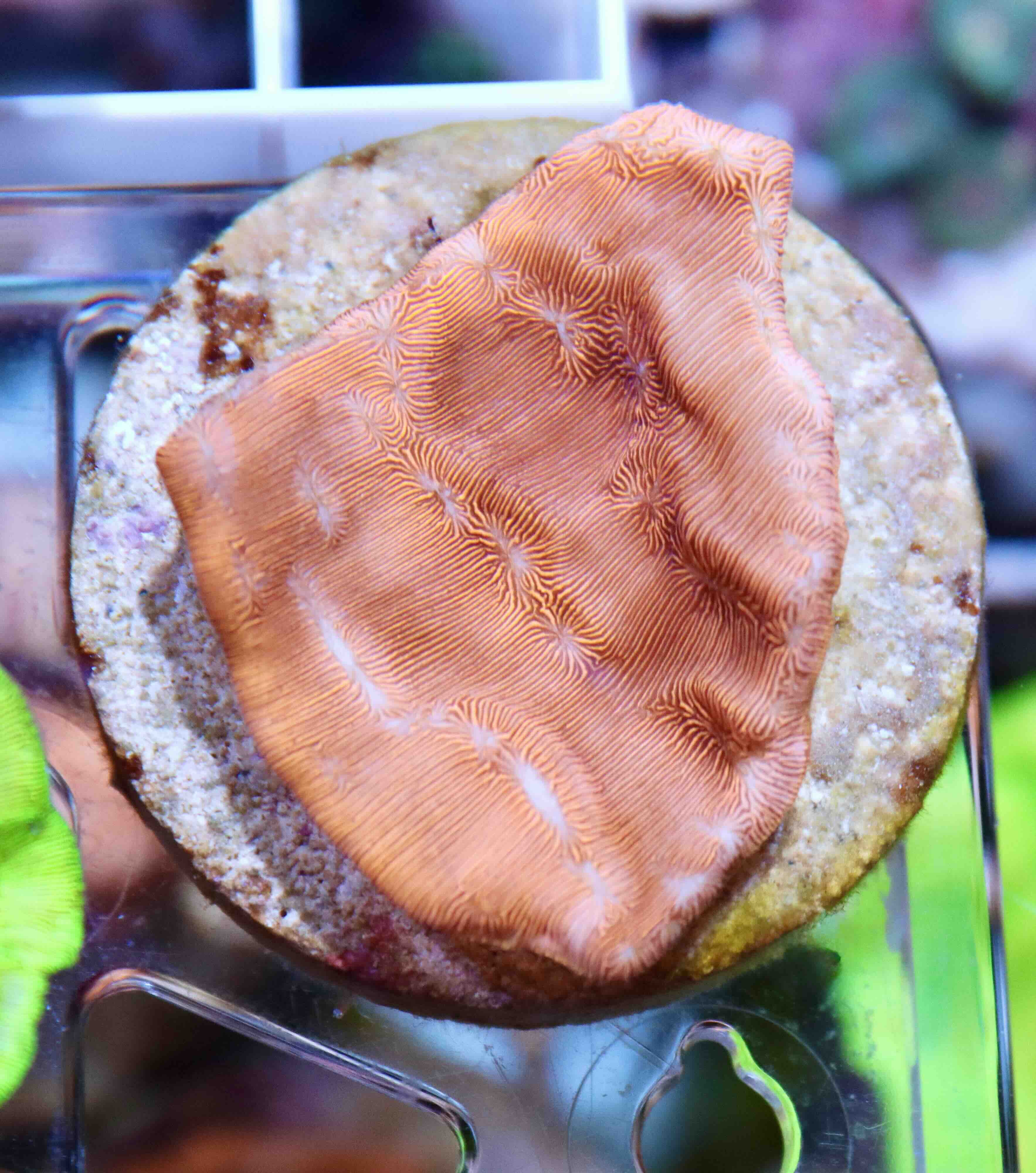 Leptoseris Premium (M)