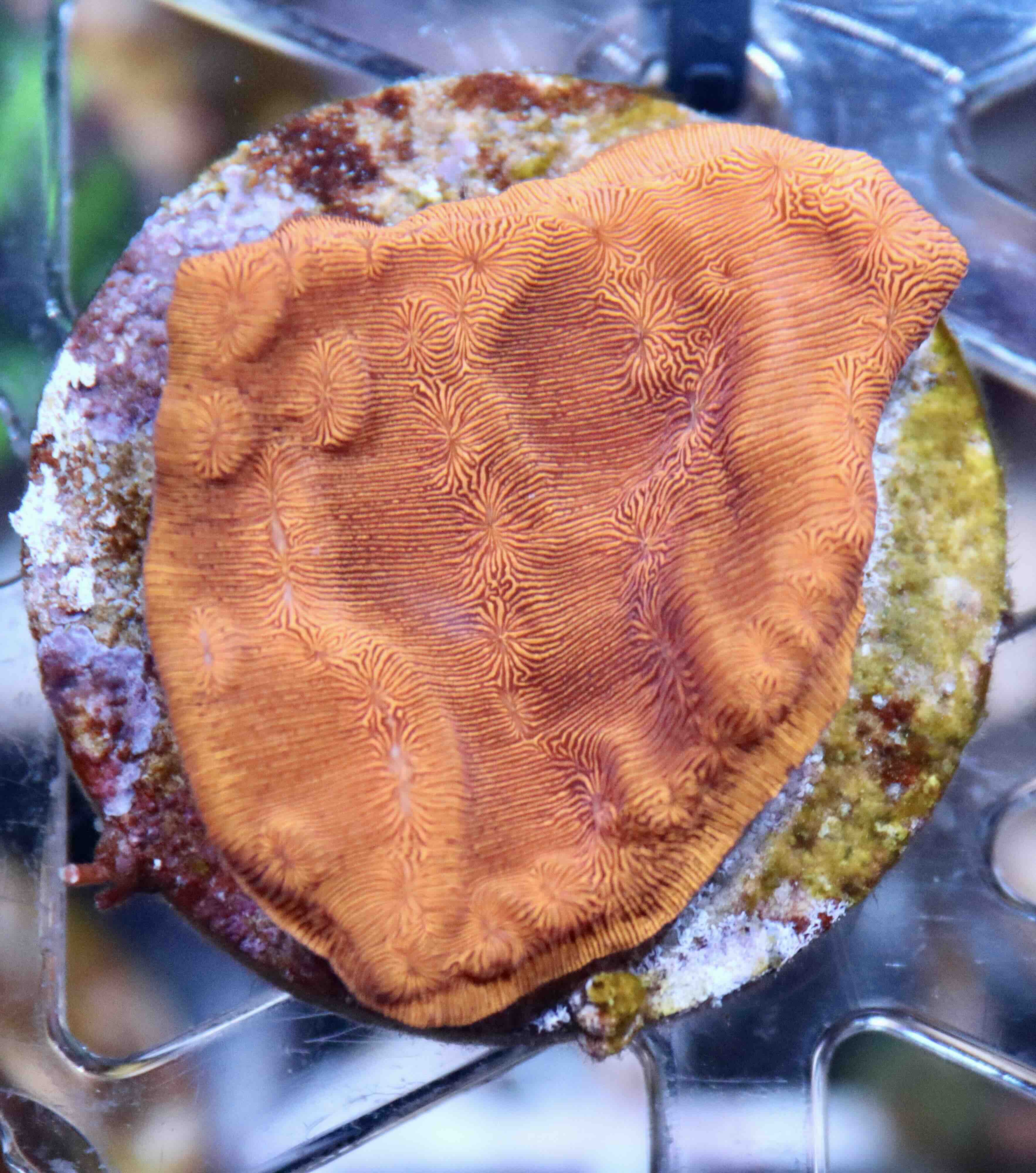 Leptoseris Premium (M)
