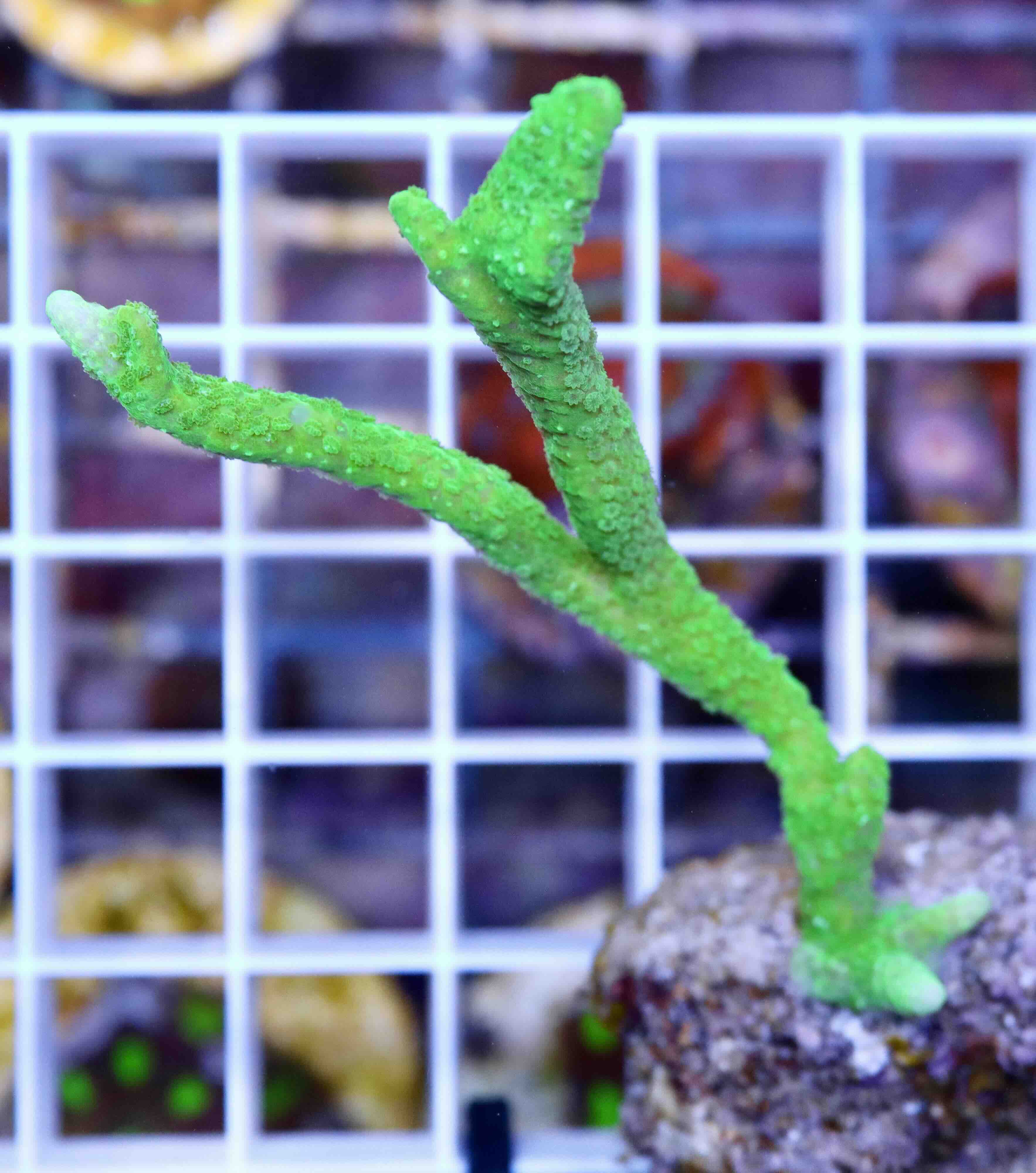 Montipora digitata green (M)