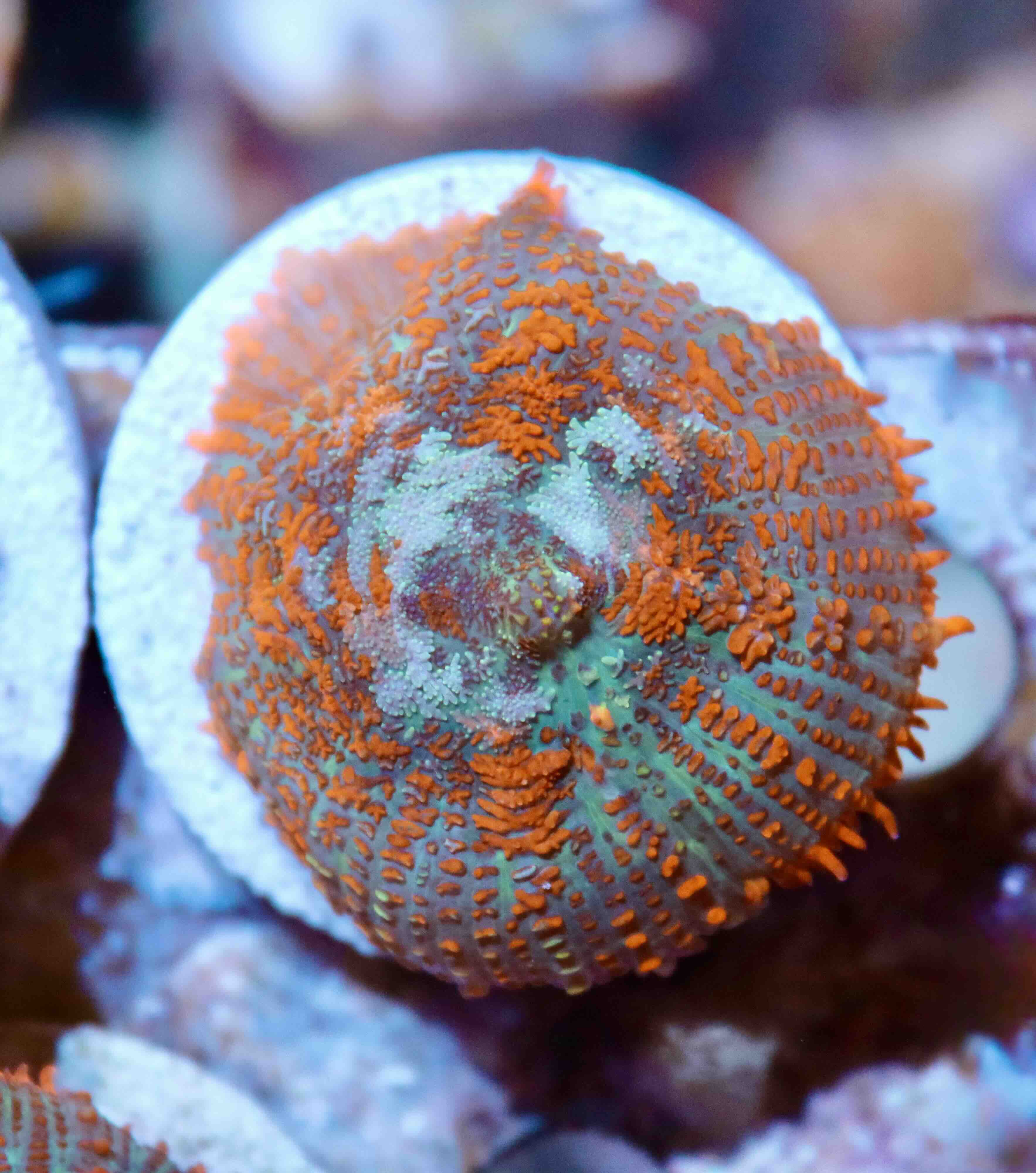 Rhodactis inchoata Ultra Orange (1 polyp)