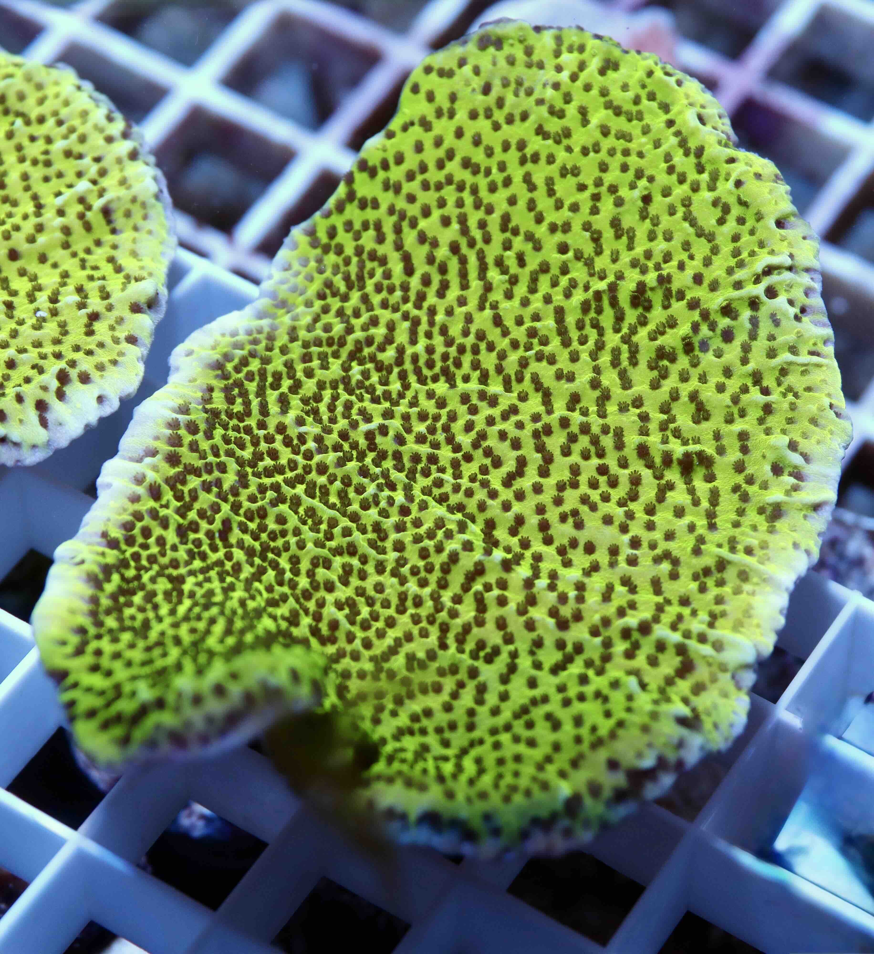 Montipora Spongodes Green (M)