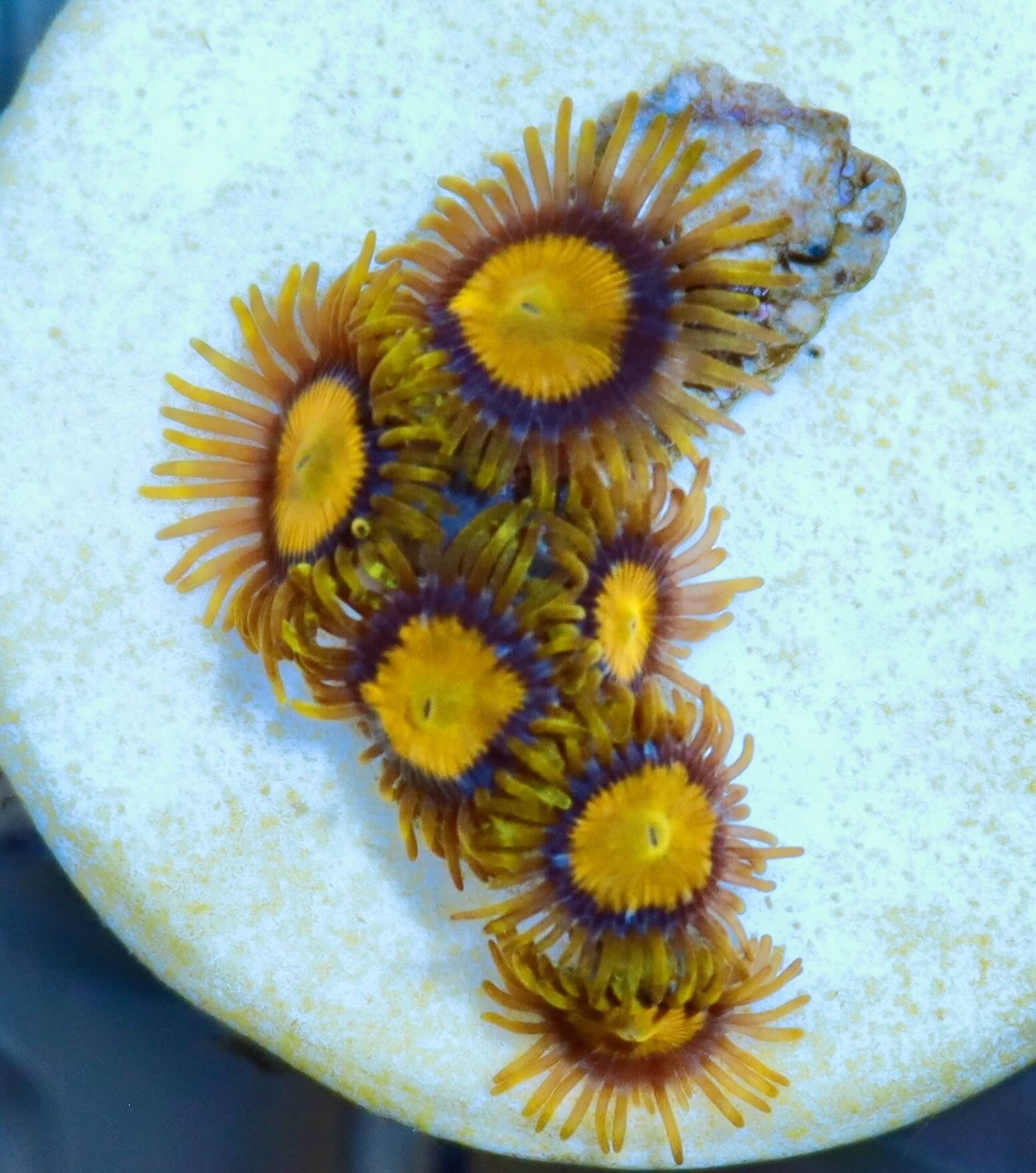 Zoanthus King Midas
