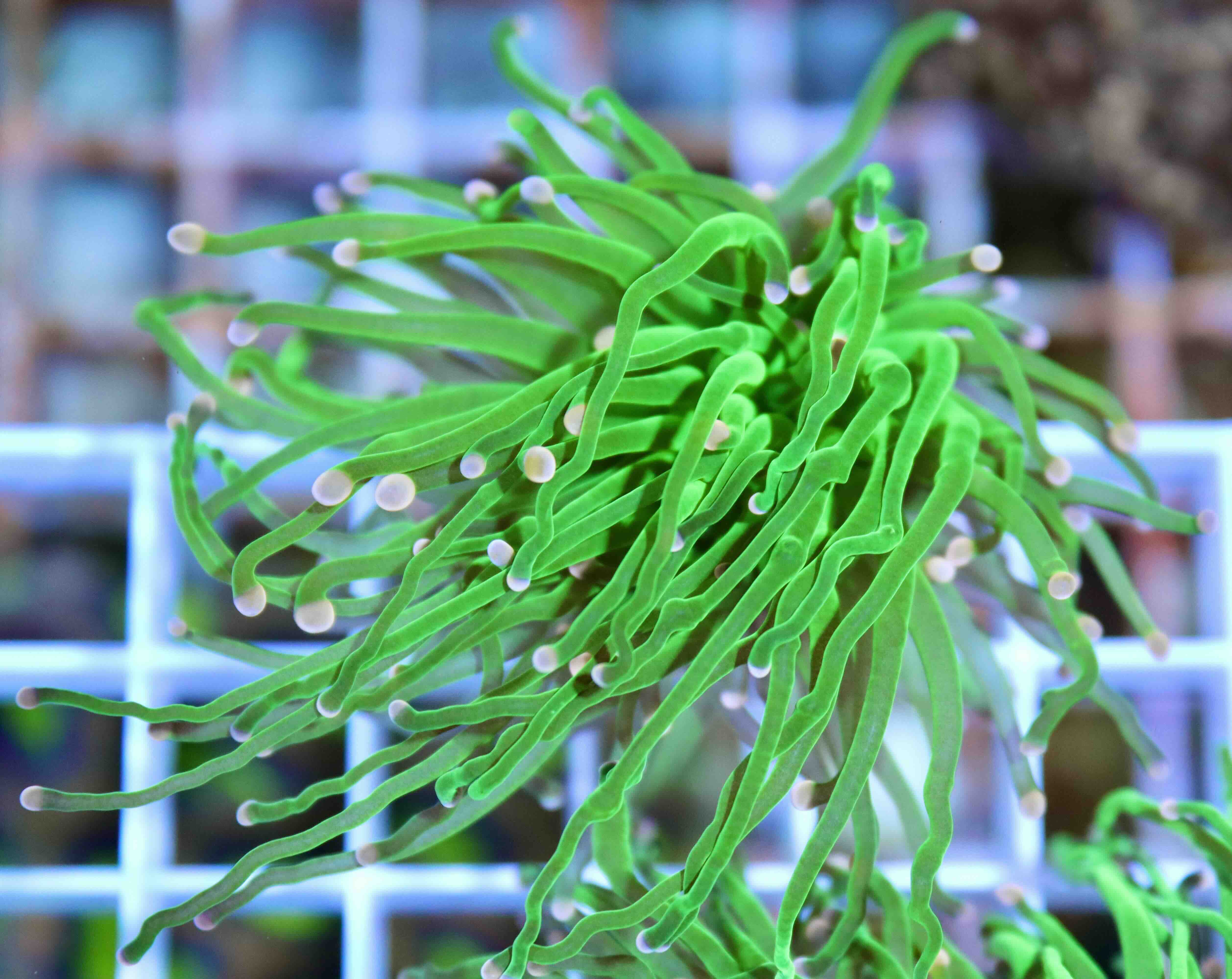 Euphyllia Glabrescens Cotton Candy (1 hlava)