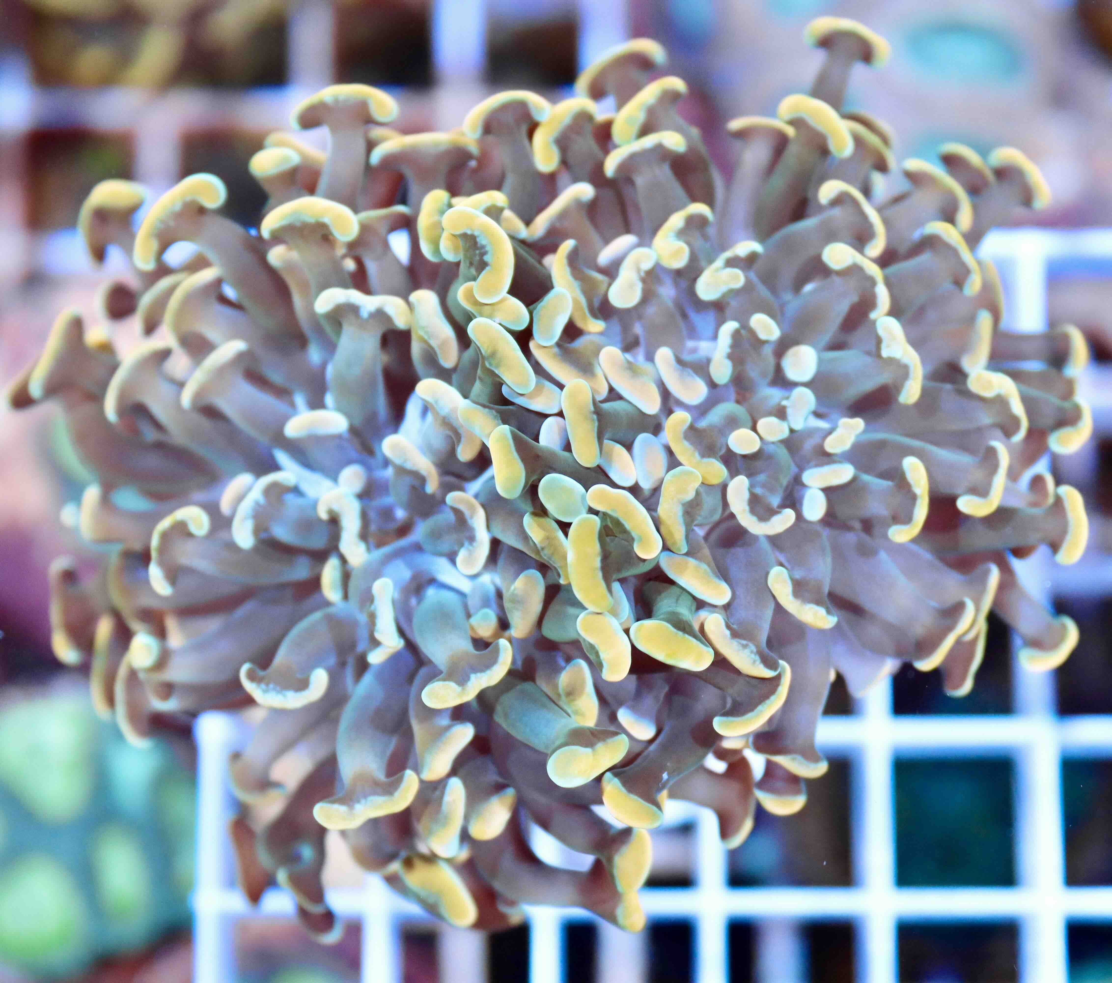 Euphyllia paraancora Gold (2 hlavy)