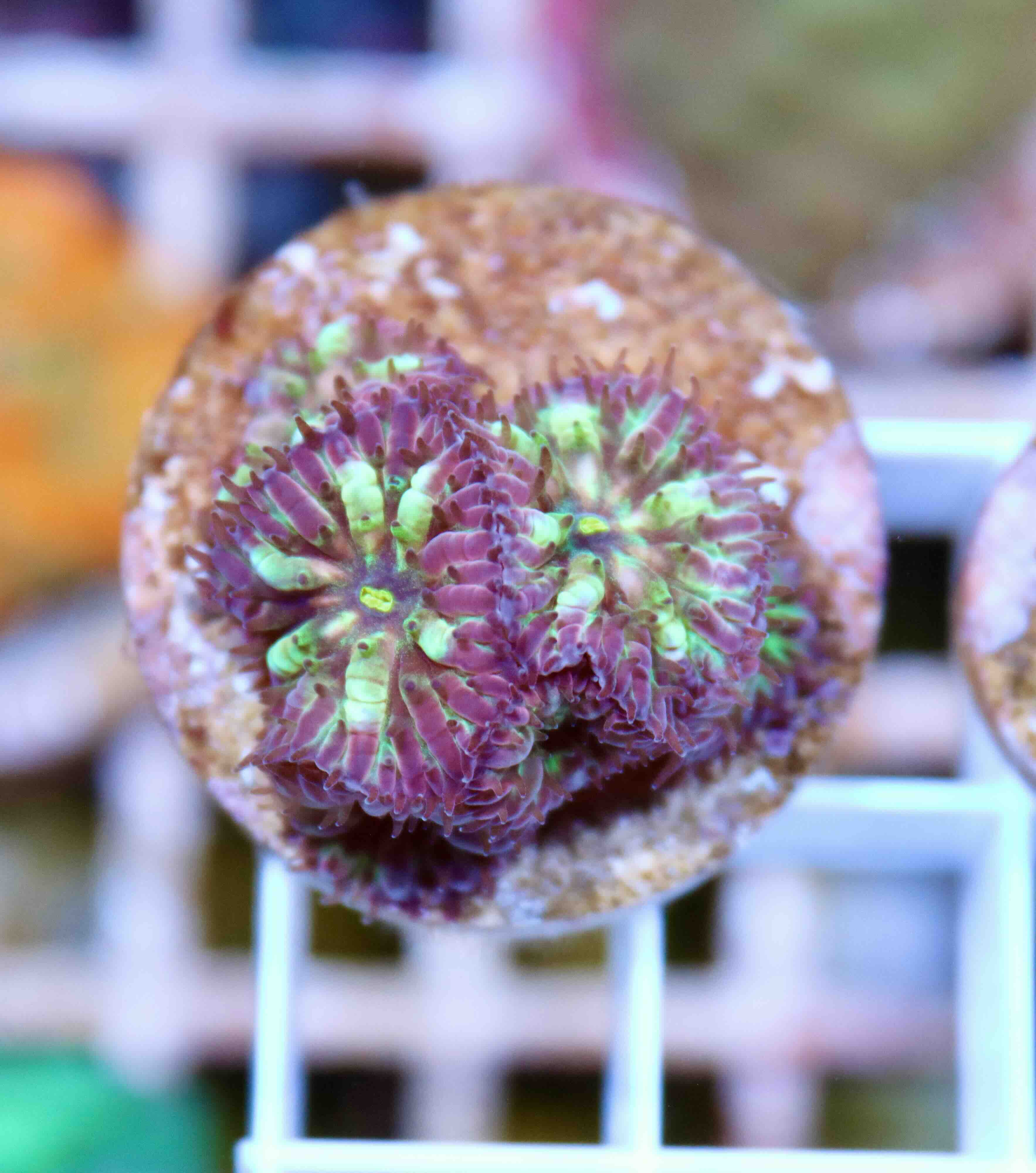 Blastomussa merletti "Frozen Eclipse" (S/M)