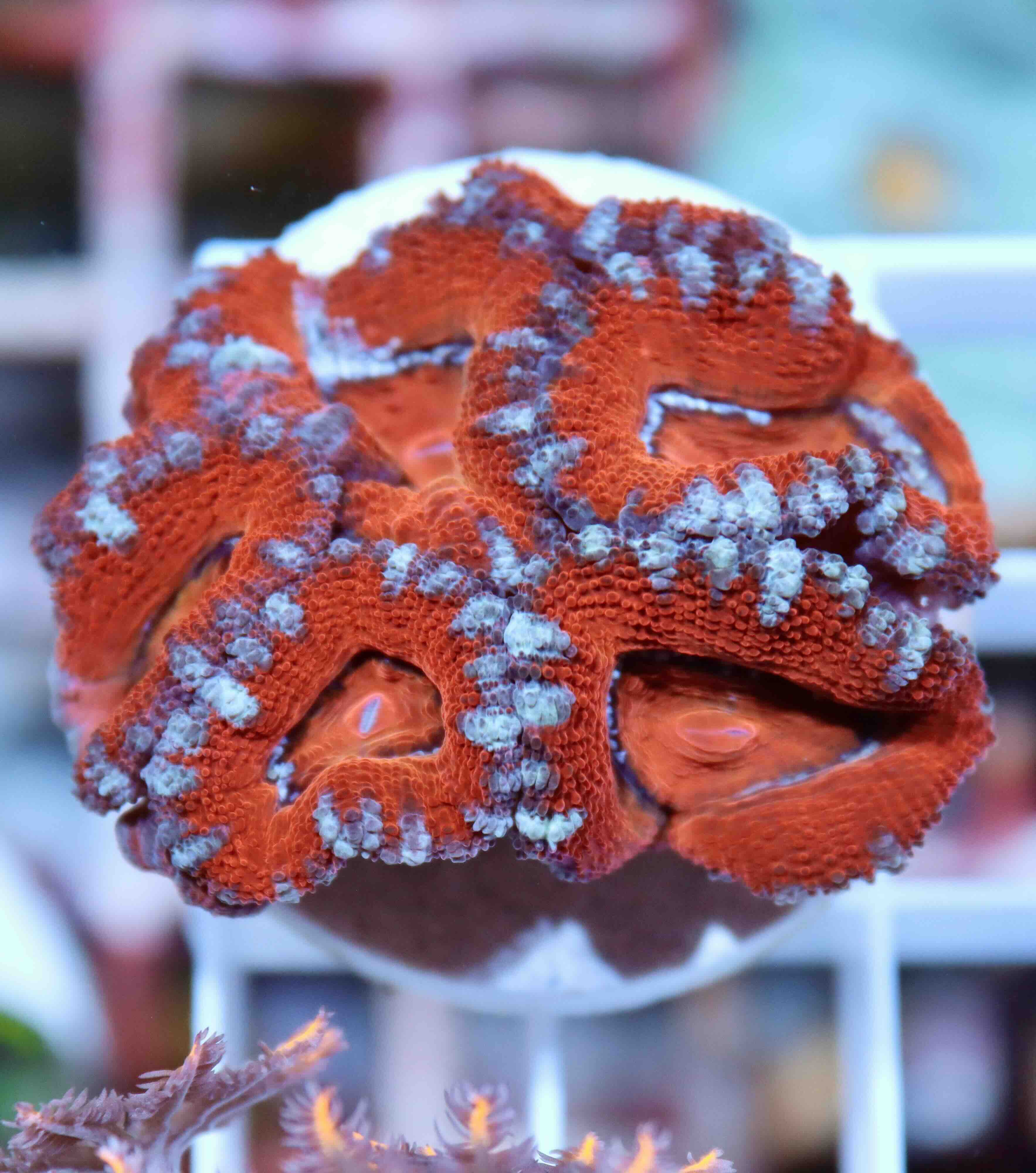Acanthastrea lordhowensis Red Premium (M/L)