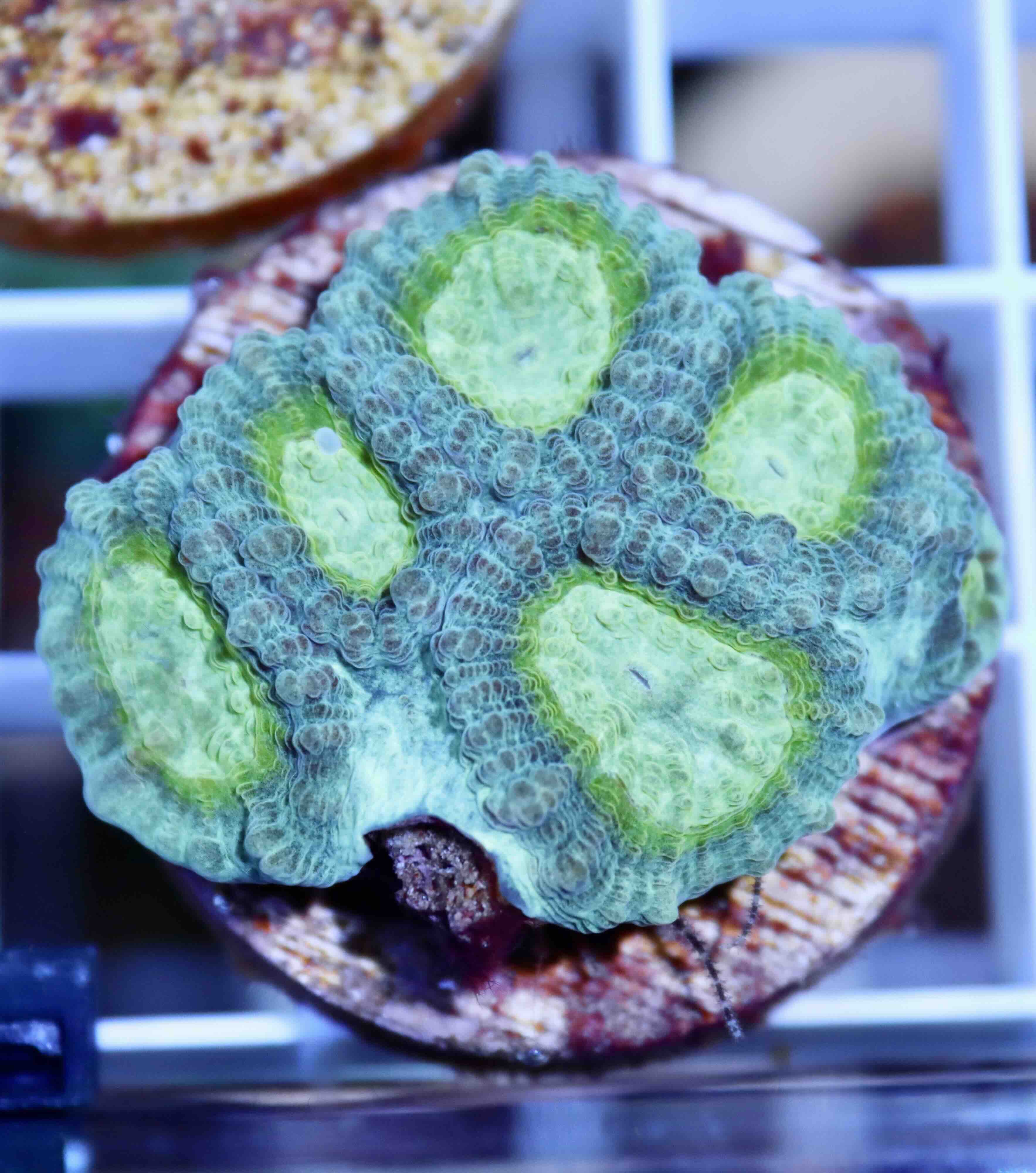 Favia "Lemon Lime" (M)
