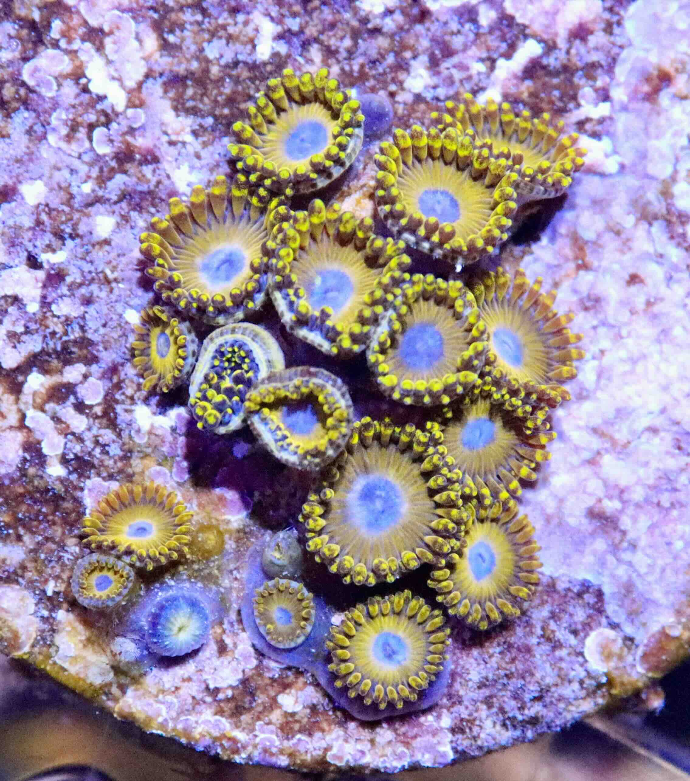 Zoanthus Golden Hornet