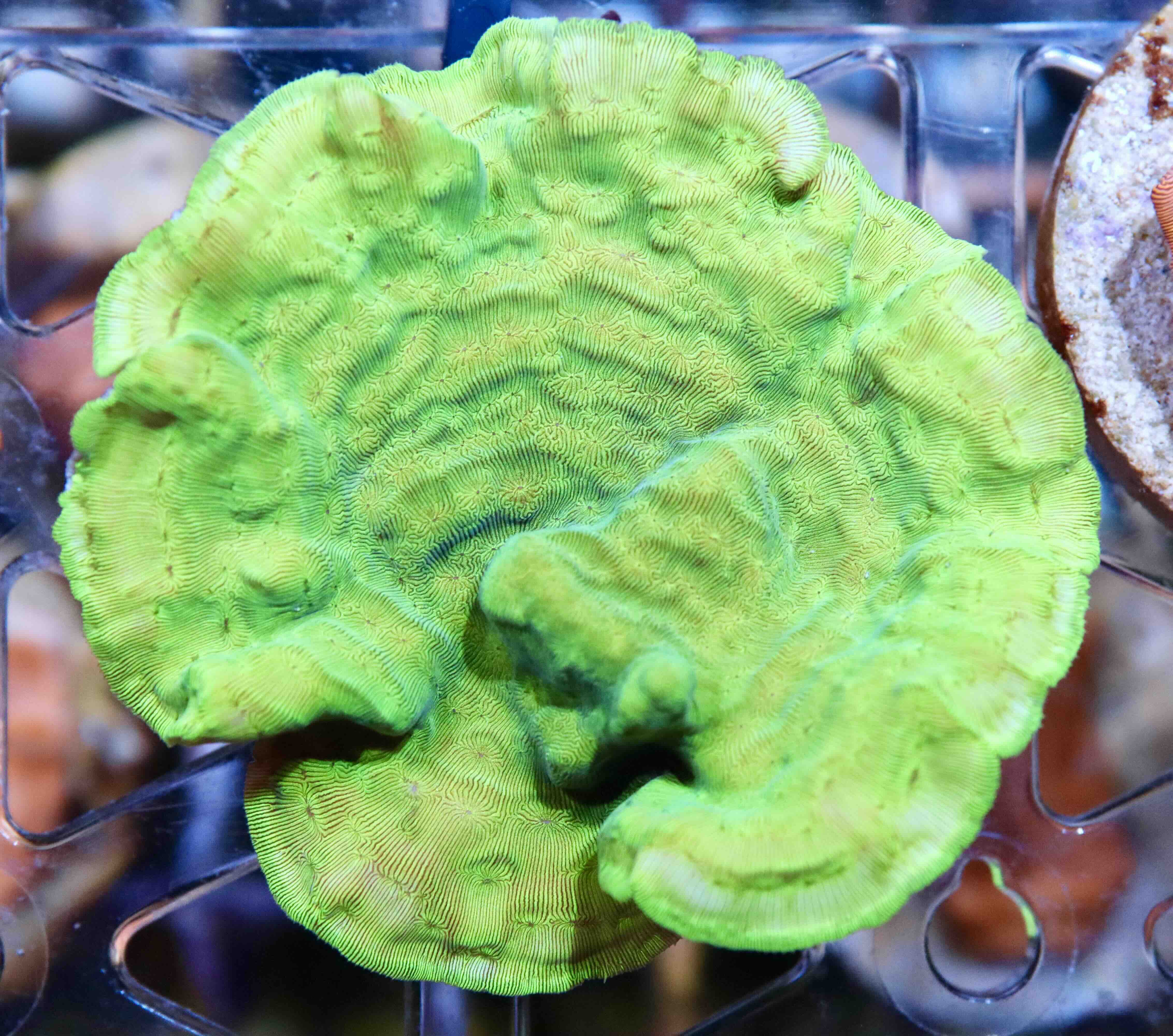 Leptoseris Ultra Green (M/L)